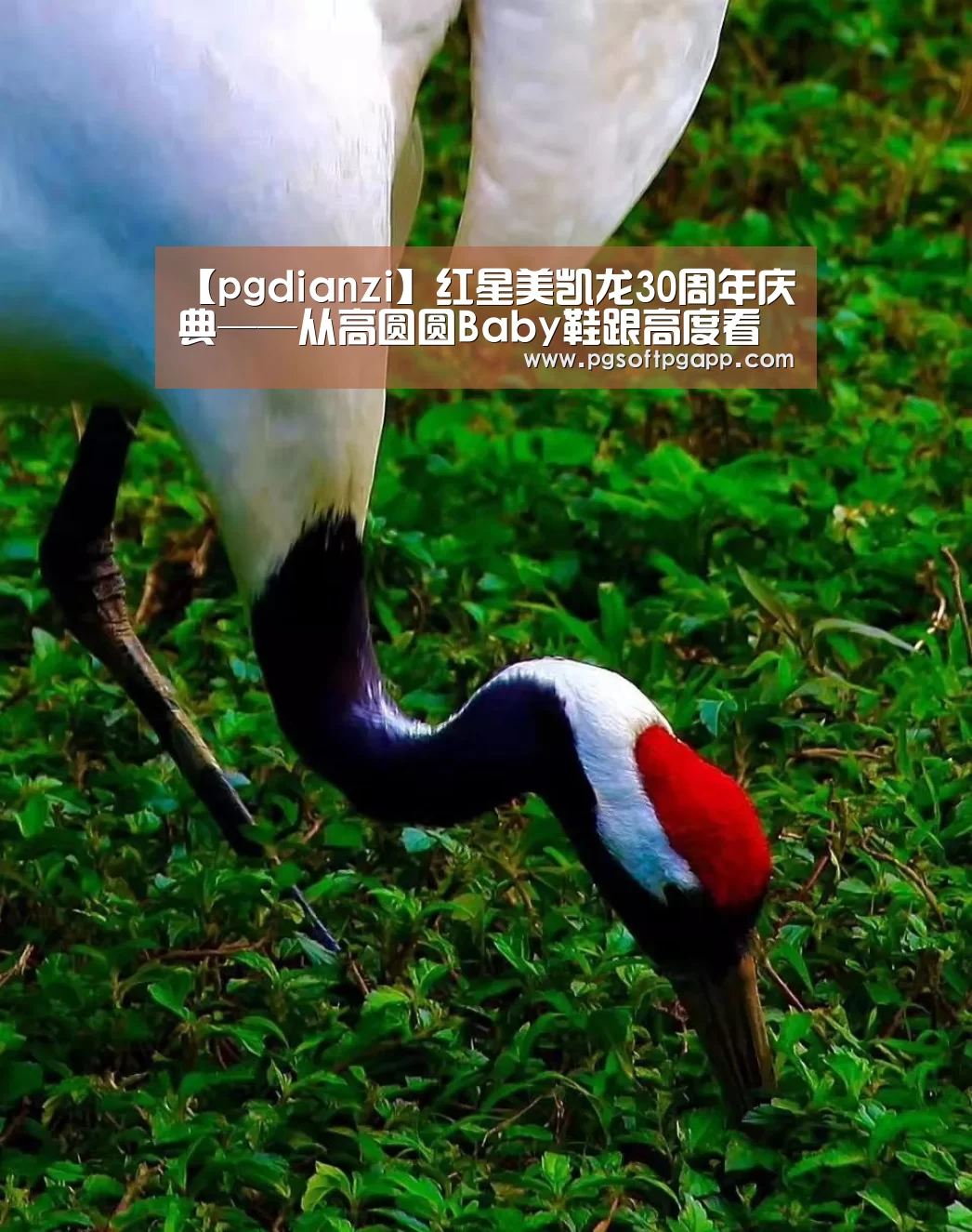 【pgdianzi】红星美凯龙30周年庆典——从高圆圆Baby鞋跟高度看女明星美裙下的暗战(图3) pg娱乐平台